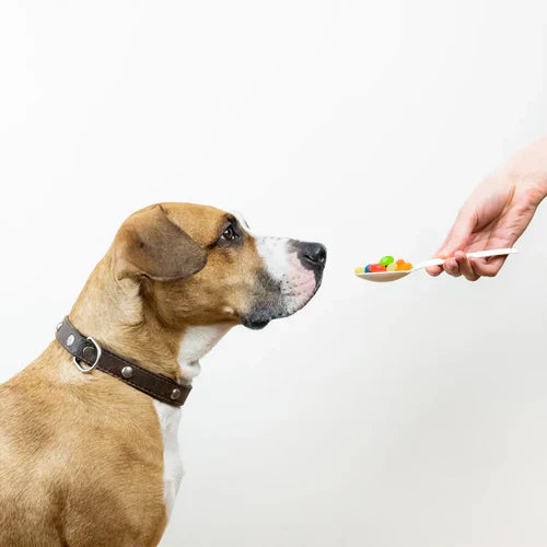 Znaczenie suplementów w diecie psa