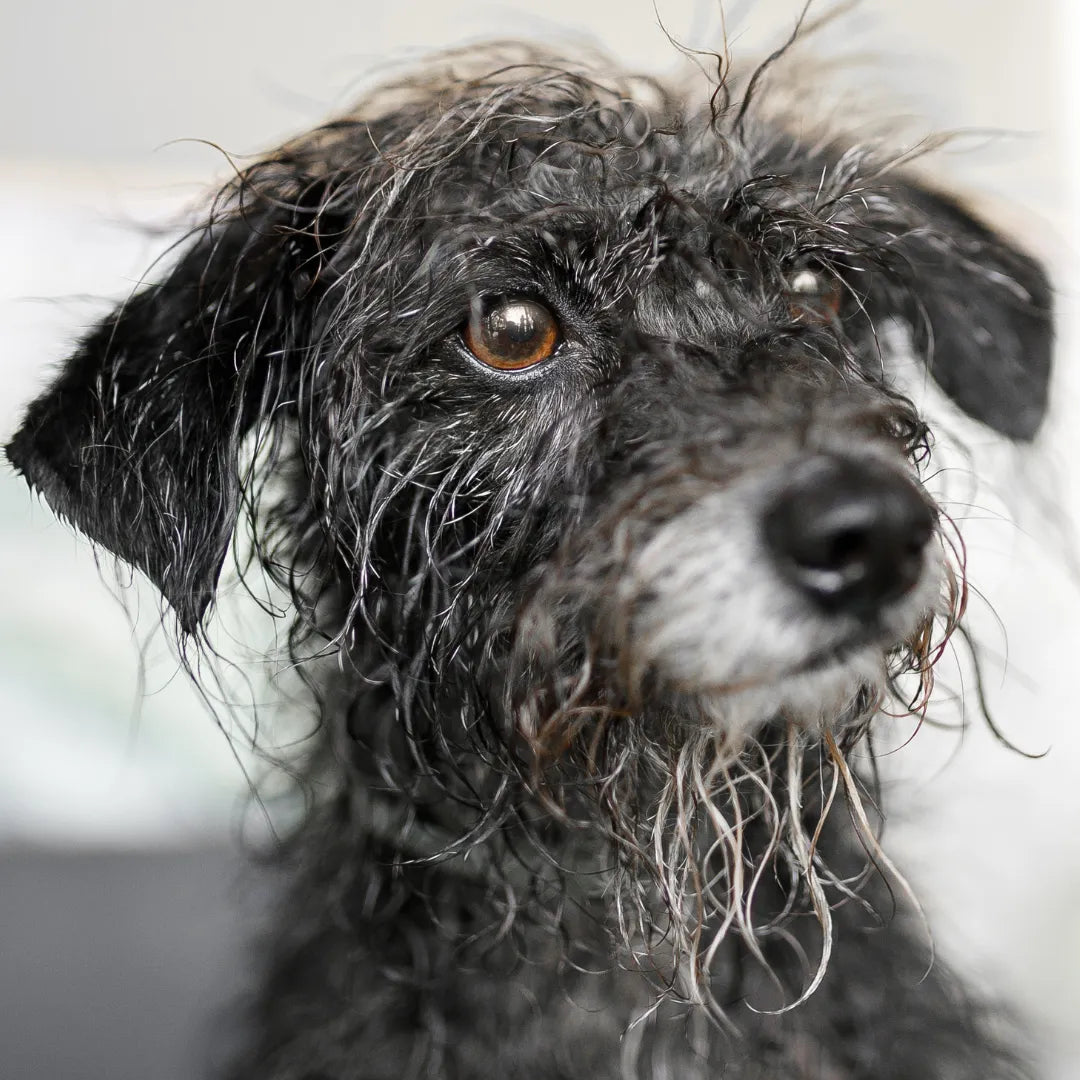 Problemy z sierścią u psa.  Jak zadbać o zdrową i lśniącą sierść?