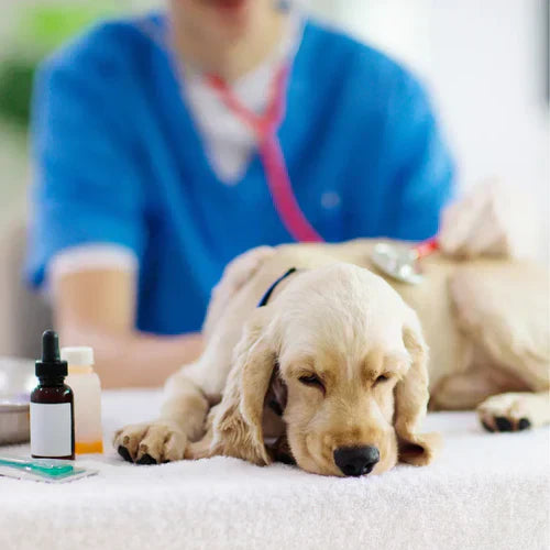 Odporność psa w okresie jesienno-zimowym