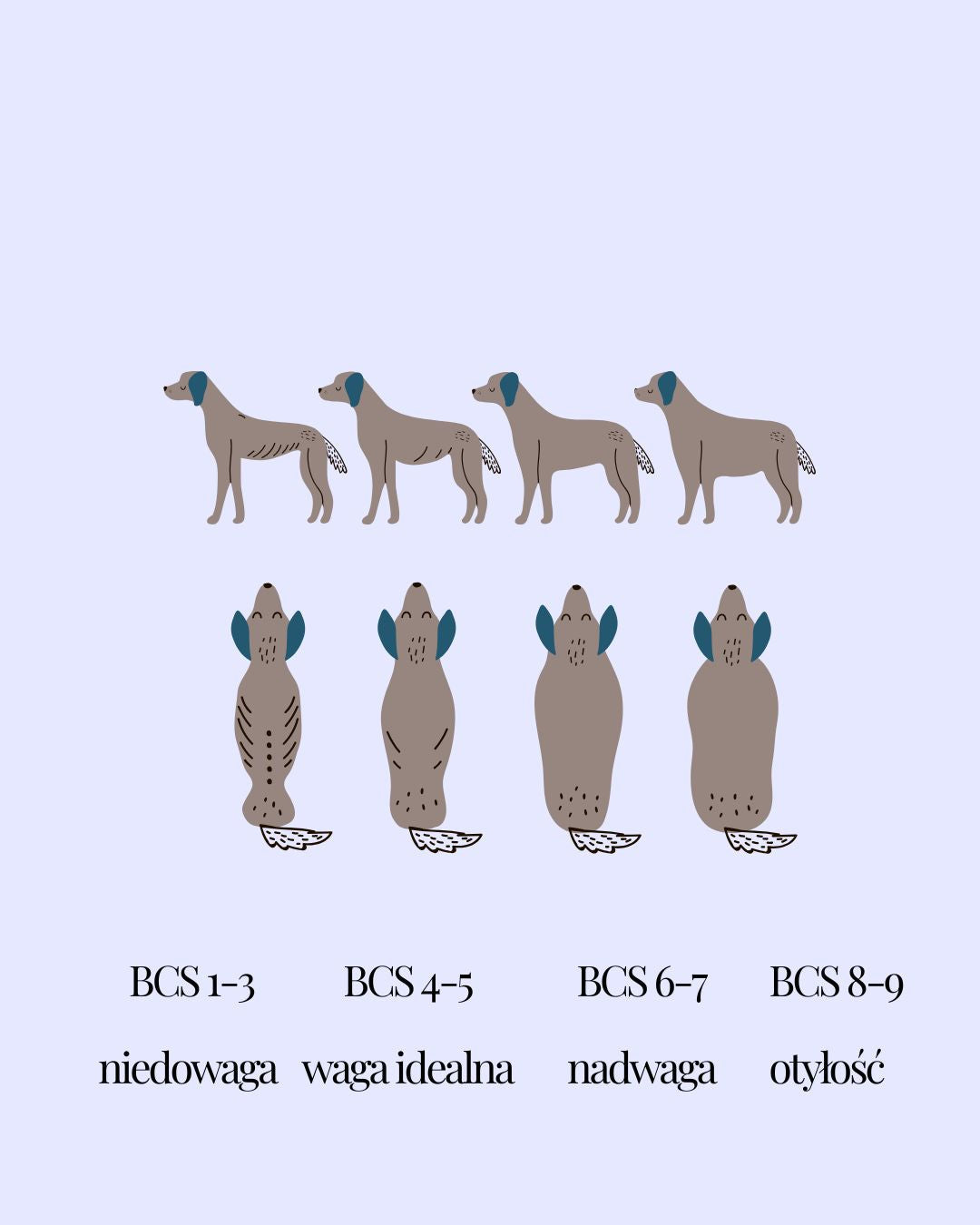 Body Condition Score (BCS) u psów — kluczowy wskaźnik zdrowia, który każdy opiekun powinien znać